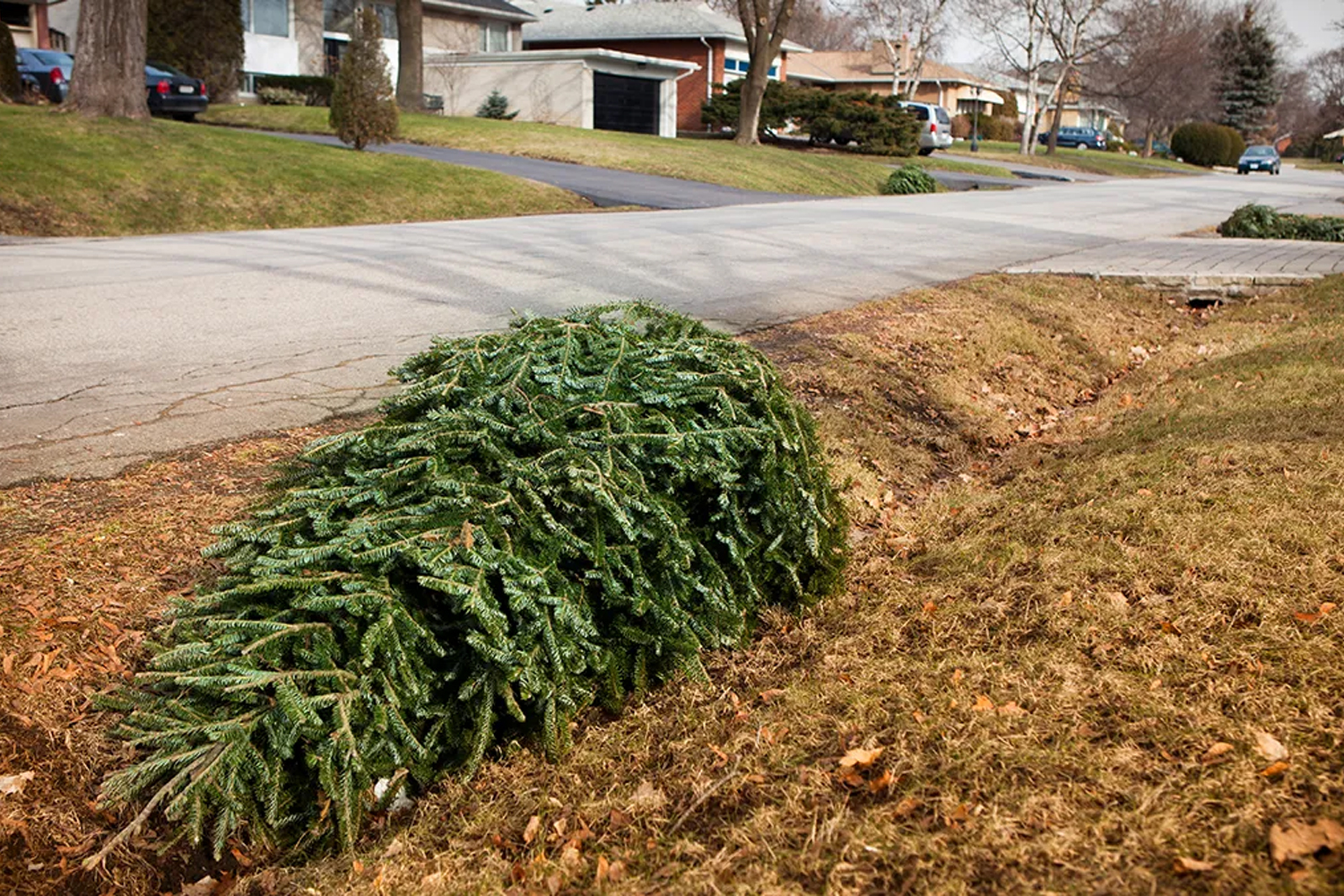 Christmas Tree Removal | Saul Hauls Junk Junk Removal