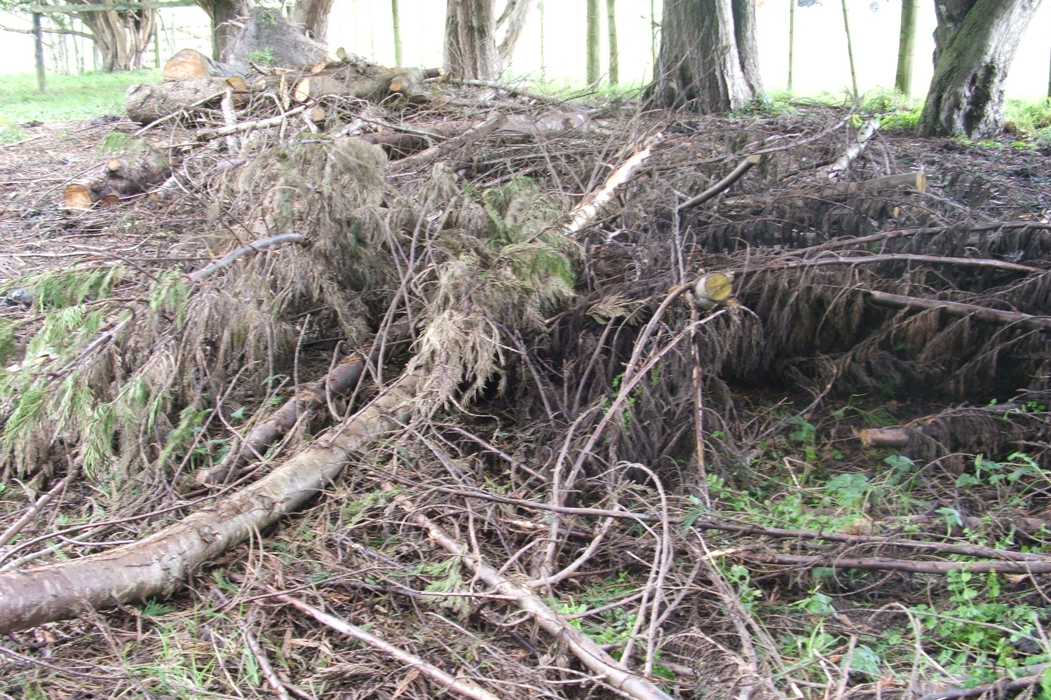 Tree Branch Removal | Saul Hauls Junk Junk Removal