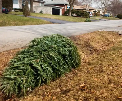Christmas-Tree-Removal